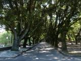 Allee im Park Allee im Park