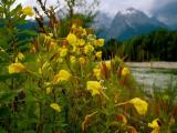 Gemeine Nachtkerze (Oenothera biennis) Gemeine Nachtkerze (Oenothera biennis)