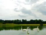 Bright sky,deep lake,white swans