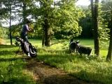 Goats on the Golf field