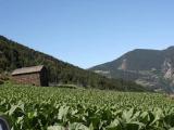  Aixirival, Août 2011 - Plantation de tabac