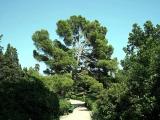 Pine tree.