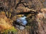 Paradise Creek in late fall