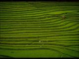 Sapa, Vietnam http://www.tienenojos.com Sapa, Vietnam http://www.tienenojos.com
