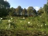 Ботсад 17.09.2011 Ботсад 17.09.2011