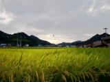 Ropeway over rice fields Ropeway over rice fields