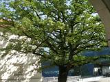 Linzer Schloß Linzer Schloß