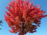 Erable de Freeman/Freeman maple