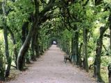 Schloss Dachau. Der Weg zu einem Märchen. Schloss Dachau. Der Weg zu einem Märchen.
