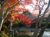 円山公園の紅葉 (京都2007.11) 円山公園の紅葉 (京都2007.11)