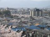 Kyoto_Sakura