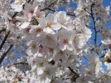 Sakura_5 Sakura_5