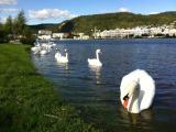 Swan Swan