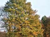 Taxodium distichum ...