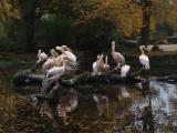 In Hagenbecks Tierpark, Hamburg In Hagenbecks Tierpark, Hamburg