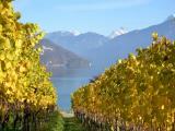AUTUMN in the vineyard of Spiez, above Lake Thun - OR (in full size): the lonely grape, left behind (pinot noir) AUTUMN in the vineyard of Spiez, above Lake Thun - OR (in full size): the lonely grape, left behind (pinot noir)