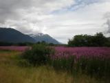 Fireweed in Juneau