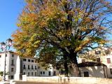 Treviso Treviso