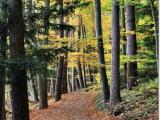 Autumn forest ©swissmountainview.ch Autumn forest ©swissmountainview.ch