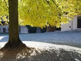 Unter der Linde Unter der Linde