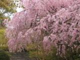 A weeping cherry tree A weeping cherry tree