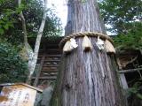 天狗杉 三滝寺 広島市西区三滝 天狗杉 三滝寺 広島市西区三滝
