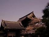 Ninna-ji temple
