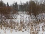Извара. В парке усадьбы Рерихов. 25 декабря 2011. Извара. В парке усадьбы Рерихов. 25 декабря 2011.