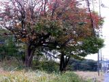 日本 奈良 Nara,Japan 日本 奈良 Nara,Japan