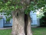 Strange tree, Rzeszow, 2009 Strange tree, Rzeszow, 2009