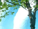 Tree -artist.loft.net