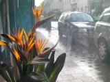 Strelitzia reginae in der Göthestraße Strelitzia reginae in der Göthestraße