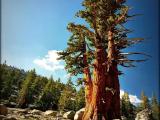 Sequoia Sequoia