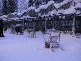 Husky farm