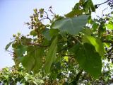 Catalpa de Crimée? Catalpa de Crimée?