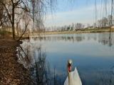 Il cigno e il lago