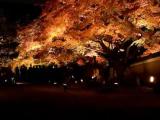 Koudai-ji temple/night view/高台寺/夜景 Koudai-ji temple/night view/高台寺/夜景