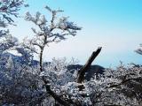雲仙普賢岳の霧氷 Rime of Unzen 雲仙普賢岳の霧氷 Rime of Unzen