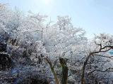 雲仙普賢岳の霧氷 Rime of Unzen 雲仙普賢岳の霧氷 Rime of Unzen