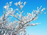 雲仙普賢岳の霧氷 Rime of Unzen 雲仙普賢岳の霧氷 Rime of Unzen