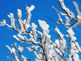 雲仙普賢岳の霧氷 Rime of Unzen 雲仙普賢岳の霧氷 Rime of Unzen