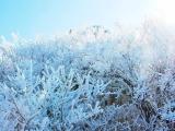 雲仙普賢岳の霧氷 Rime of Unzen 雲仙普賢岳の霧氷 Rime of Unzen