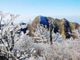 雲仙普賢岳の霧氷 Rime of Unzen 雲仙普賢岳の霧氷 Rime of Unzen