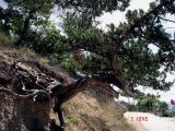 A tree in Batiliman