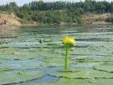 Волга у Плеса.