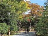 京都 二条城 Nijojo Castle,Kyoto,Japan,WHL 京都 二条城 Nijojo Castle,Kyoto,Japan,WHL