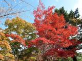 京都 二条城 Nijojo Castle,Kyoto,Japan 京都 二条城 Nijojo Castle,Kyoto,Japan
