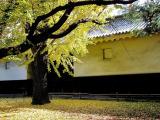 京都 二条城 Nijojo Castle,Kyoto,Japan,WHL 京都 二条城 Nijojo Castle,Kyoto,Japan,WHL