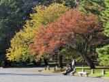 京都 御苑 Royal Garden,Kyoto,Japan 京都 御苑 Royal Garden,Kyoto,Japan