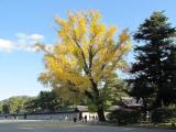 京都 御苑 銀杏 Ginkgo,Royal Garden,Kyoto,Japan 京都 御苑 銀杏 Ginkgo,Royal Garden,Kyoto,Japan